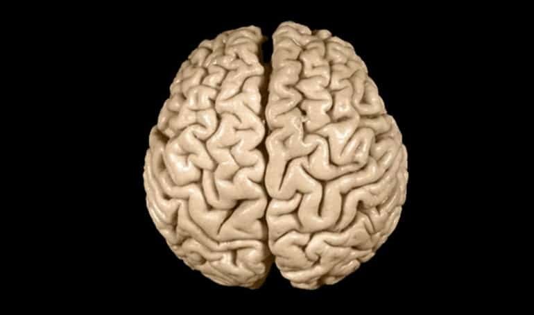 Einstein's Brain